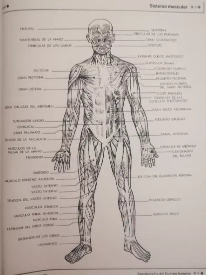 Imagen de Libro Enciclopedia Cuerpo Humano Escolar Económico