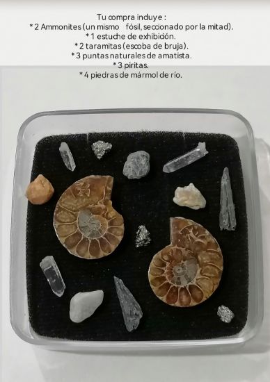 Imagen de Amonite  fósil  natural estuche de colección. 