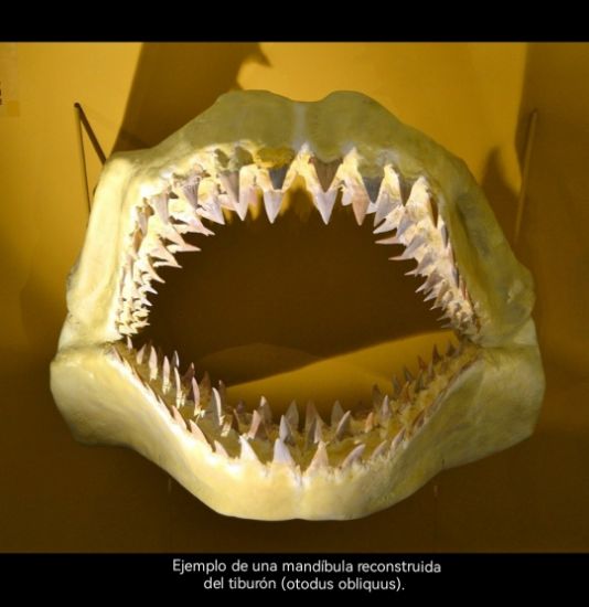 Imagen de Diente de tiburón, fósil,estuche. 